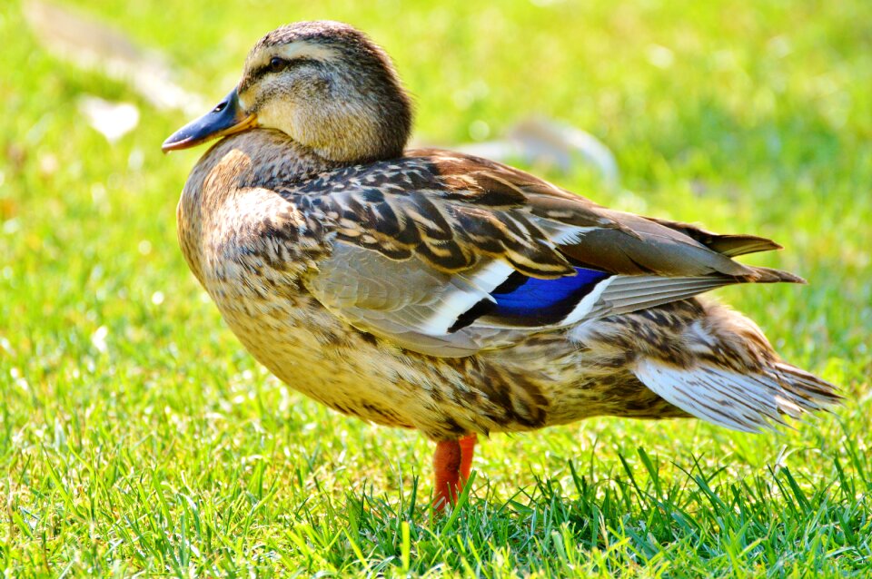 Bird poultry animal
