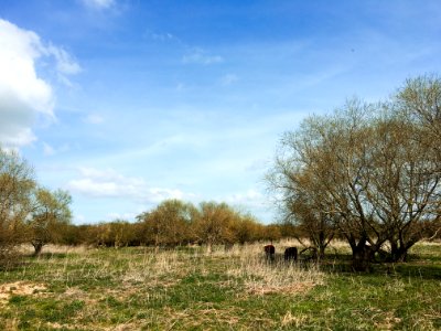 Shrubland and (dead) tall-herb vegetation photo