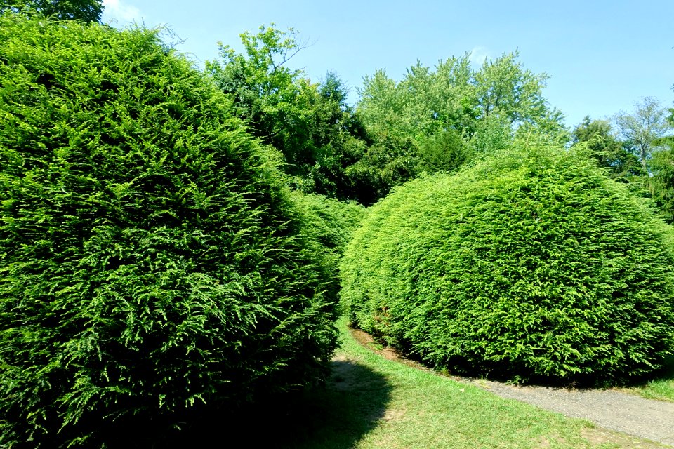 Shrubs - Tanglewood - DSC05745