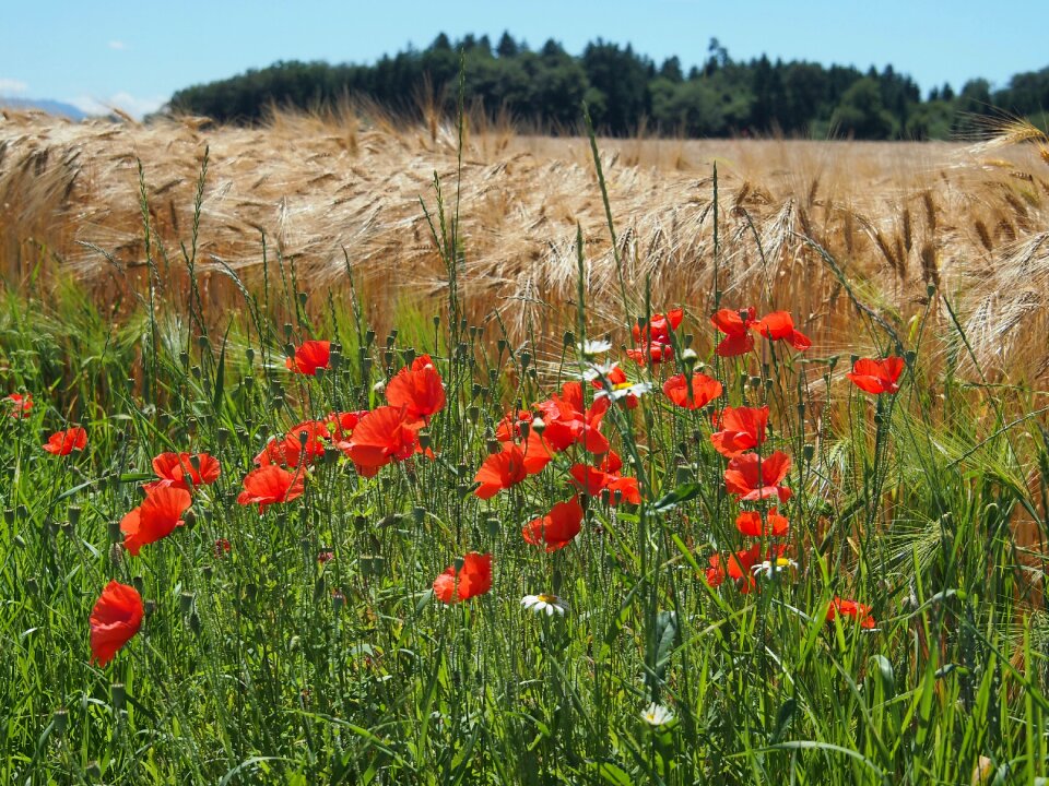Poppies agriculture field