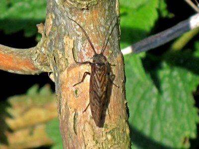 Sialis lutaria (Alderfly sp.) , Arnhem, the Netherlands