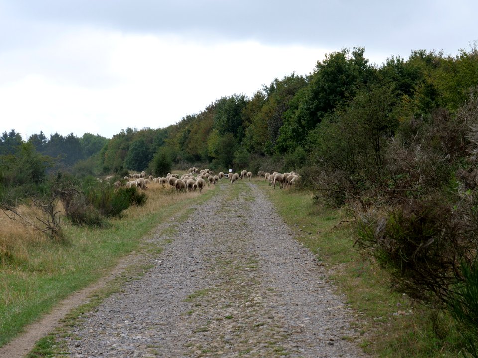 Sheeps on Dreiborner Hochfläche in September 2019 01