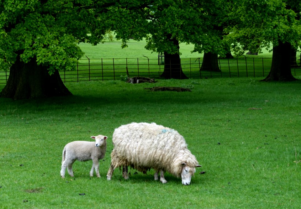Sheep - Althorp House - Northamptonshire, England - DSC09281