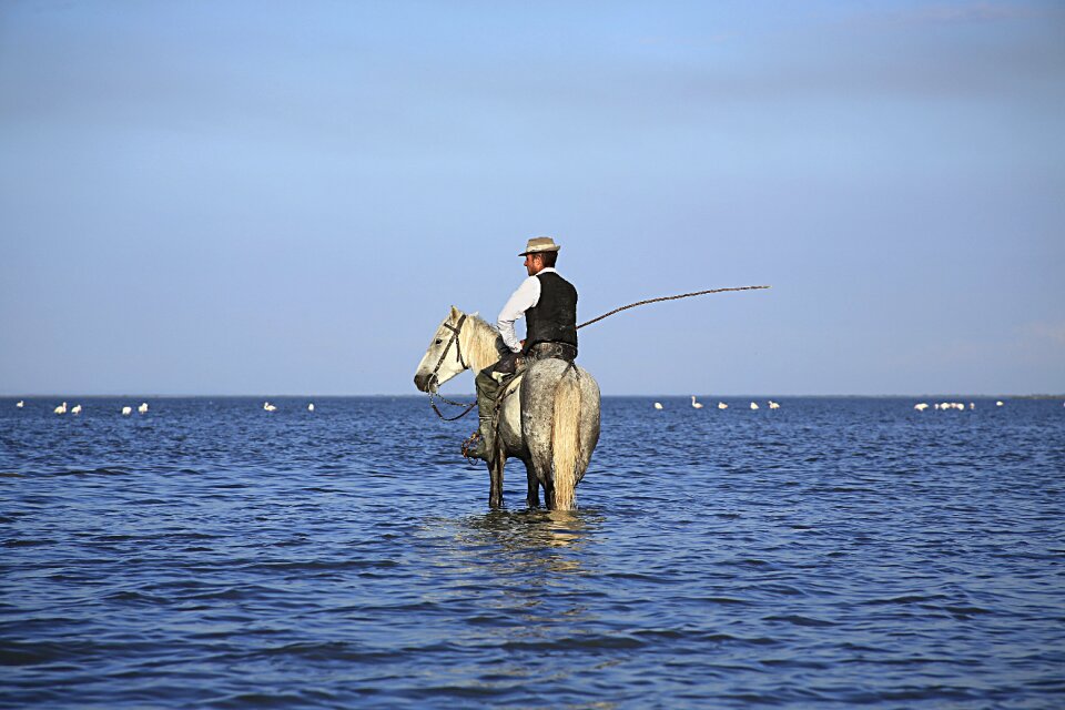 Camargue animal white