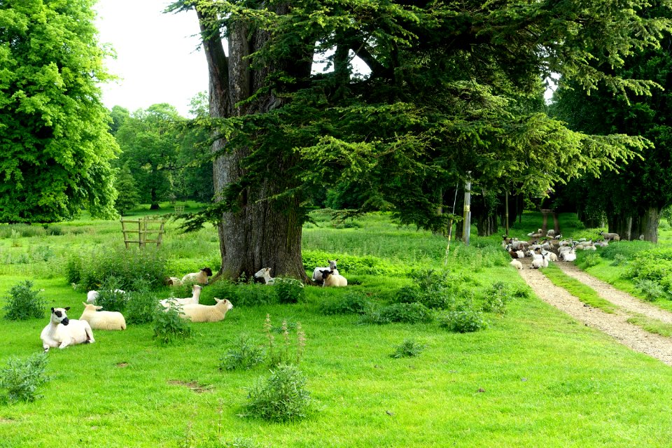 Sheep - Stowe, Buckinghamshire, England - DSC06604