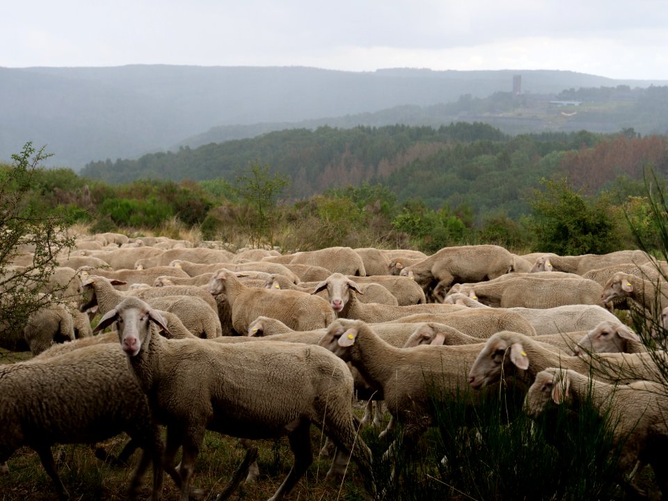 Sheeps on Dreiborner Hochfläche in September 2019 11