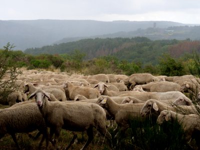Sheeps on Dreiborner Hochfläche in September 2019 11