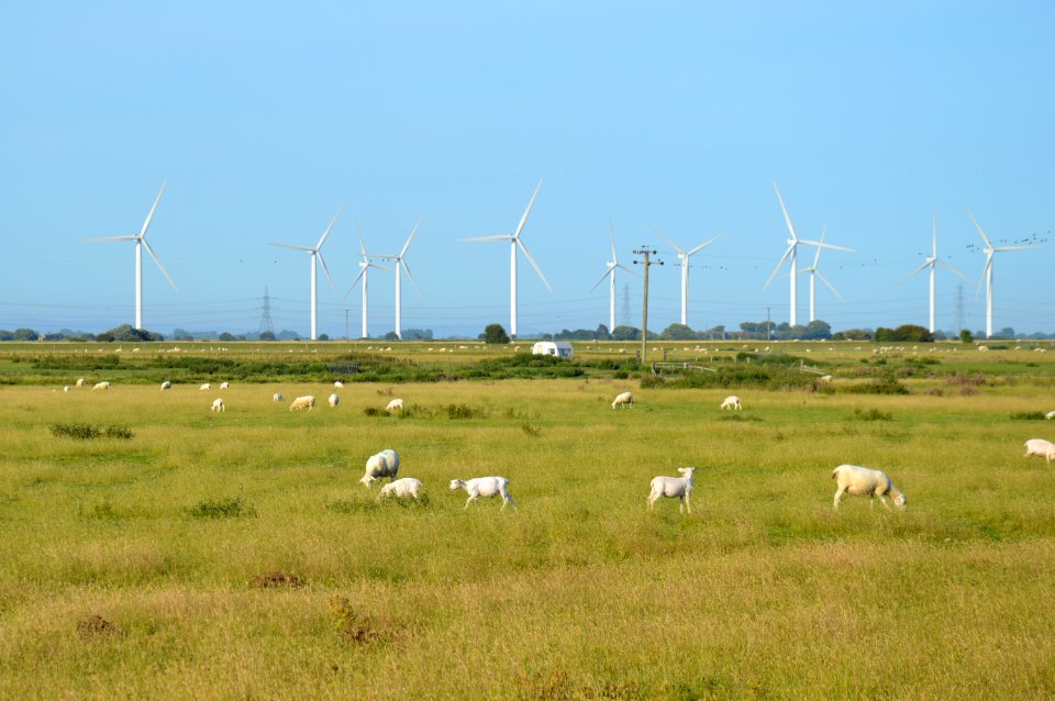 Sheep in Romney Marsh and Little Cheyne Court Wind Farm seen from Camber Road