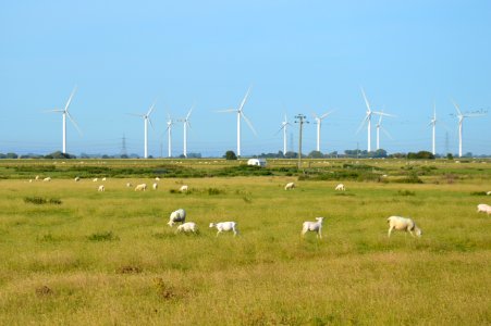 Sheep in Romney Marsh and Little Cheyne Court Wind Farm seen from Camber Road