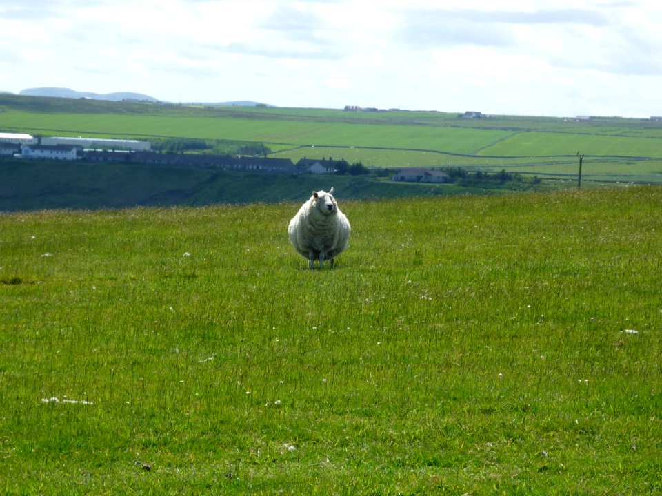 Sheep-Scrabster2