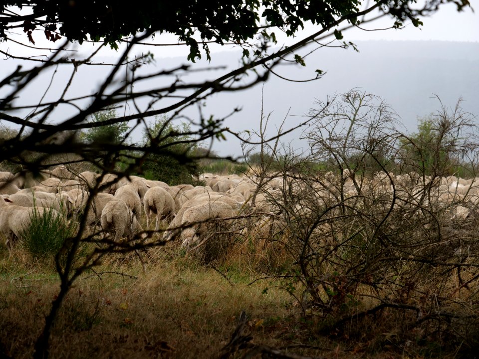 Sheeps on Dreiborner Hochfläche in September 2019 13