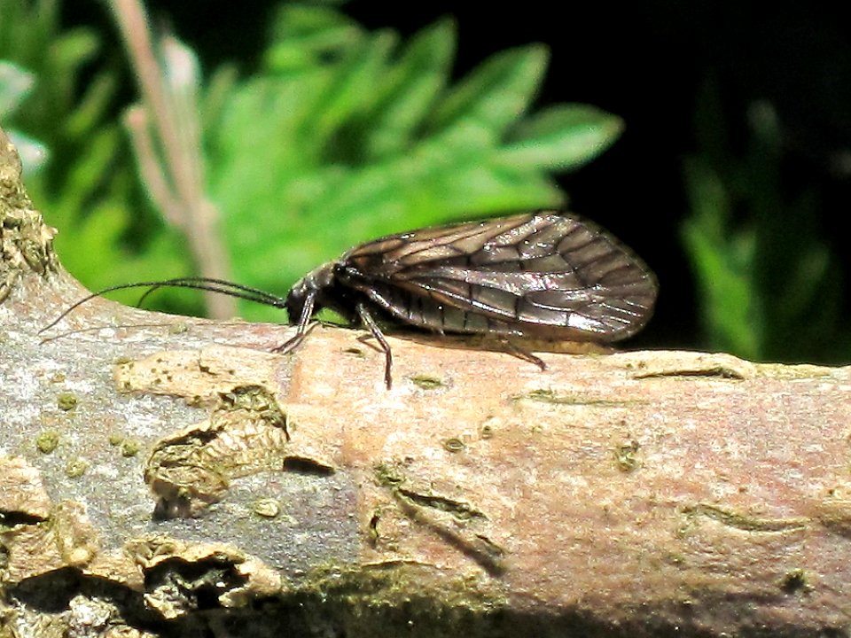 Sialis lutaria (Alderfly sp.), Arnhem, the Netherlands