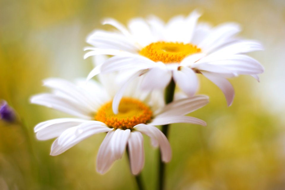 Shasta Daisy (247974049)