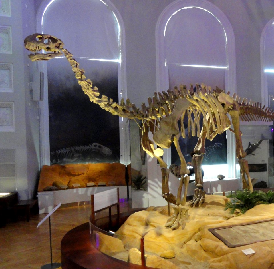 Shunosaurus - Finnish Museum of Natural History