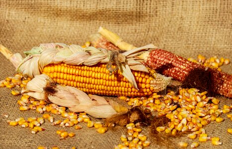 Yellow food crop