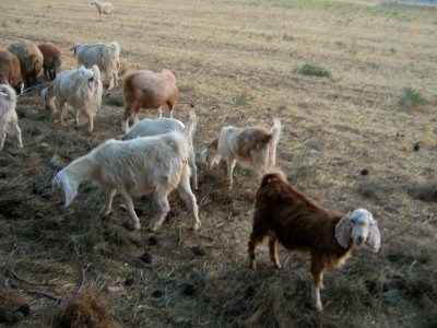 Sheep and Goats of a Rancher - Outskirt of Nishapur - Near Maghrebi mausoleum 21