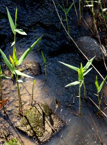 Shallow part of Broälven Nature Reserve