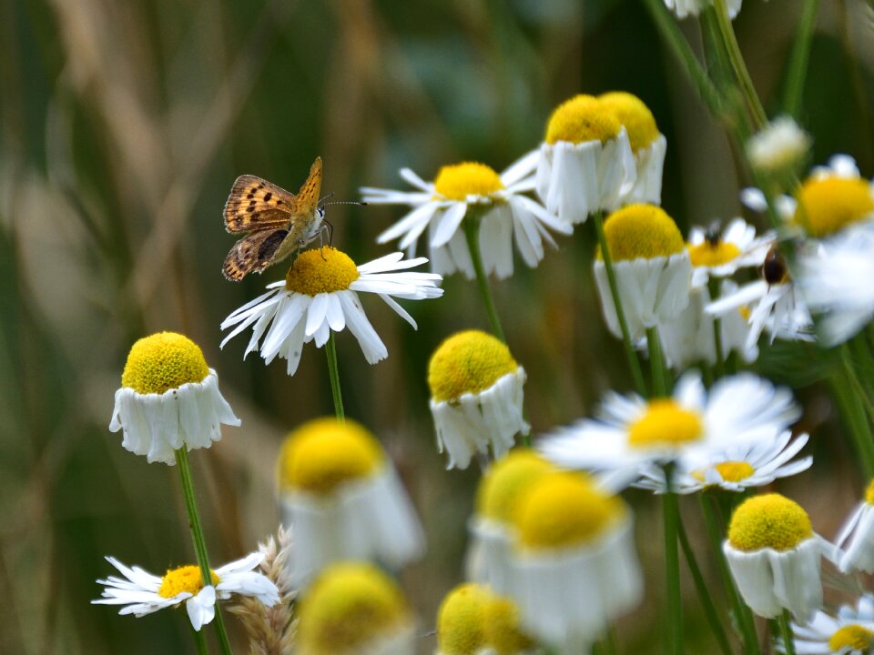 Insect flower nature