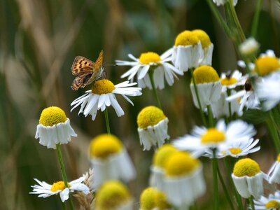 Insect flower nature