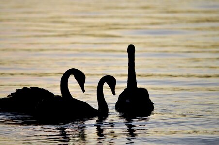 Waterfowl wildlife nature