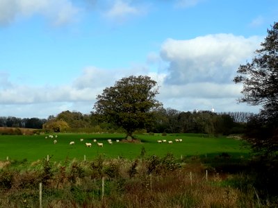 Sheep flock Niesgrau