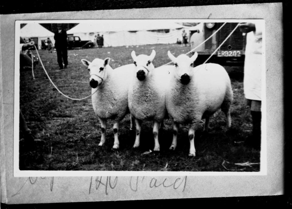 Sheep at a show (1294856)