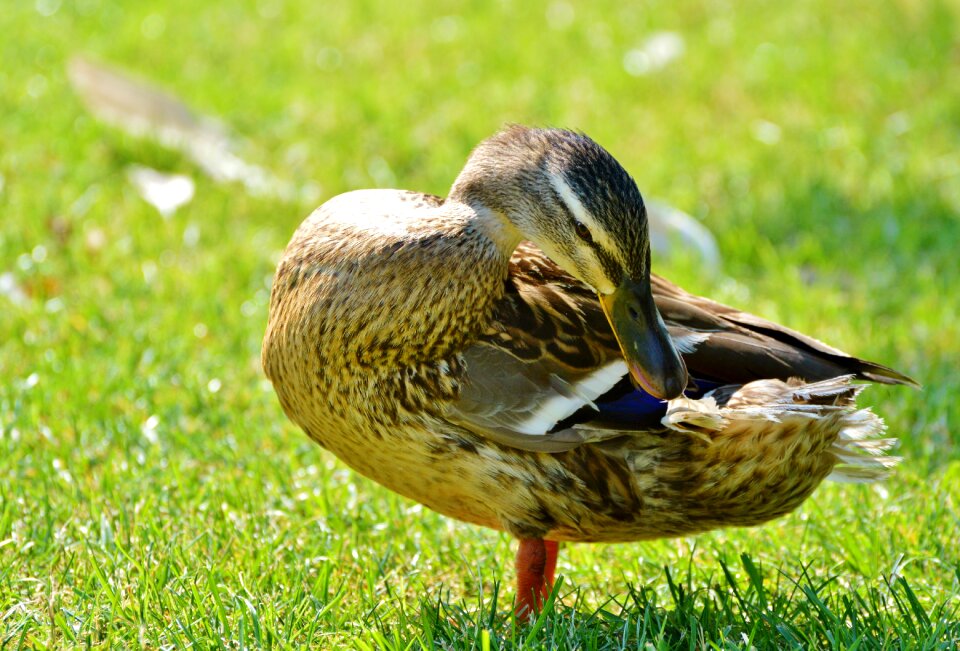 Bird poultry animal