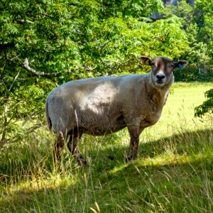 Sheep at Röe castle 7