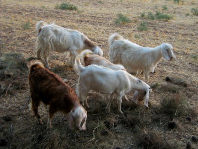 Sheep and Goats of a Rancher - Outskirt of Nishapur - Near Maghrebi mausoleum 17