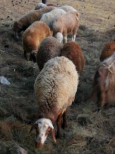 Sheep and Goats of a Rancher - Outskirt of Nishapur - Near Maghrebi mausoleum 05