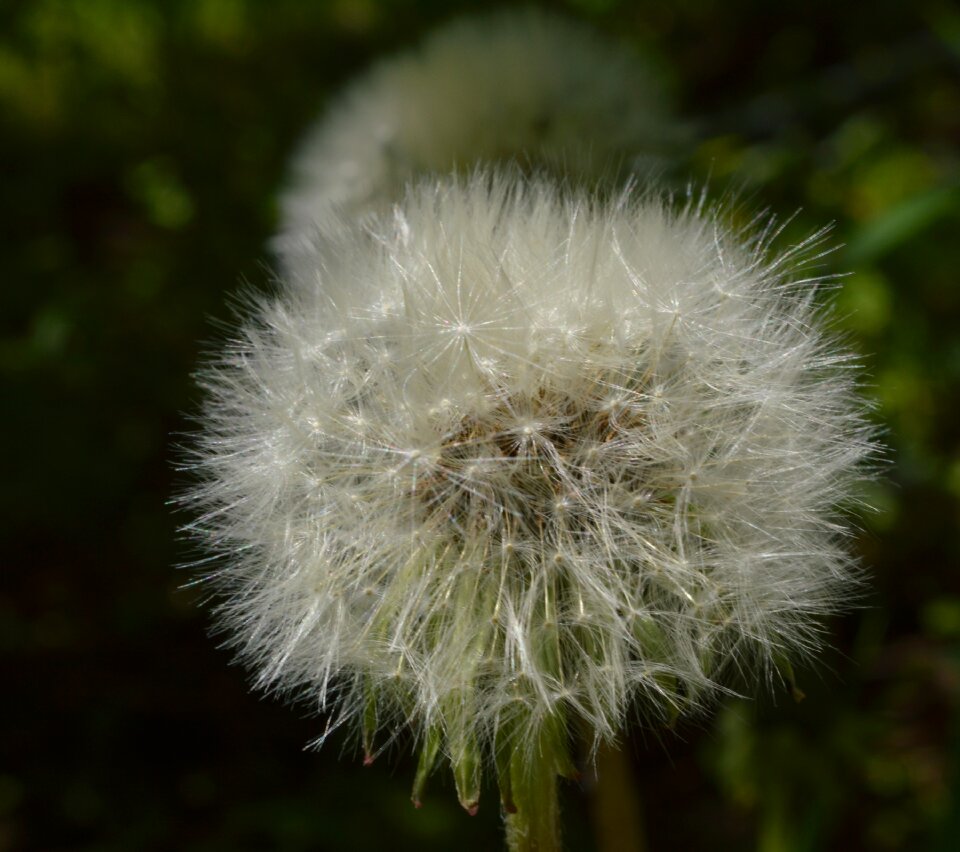 Beautiful flower nature plant