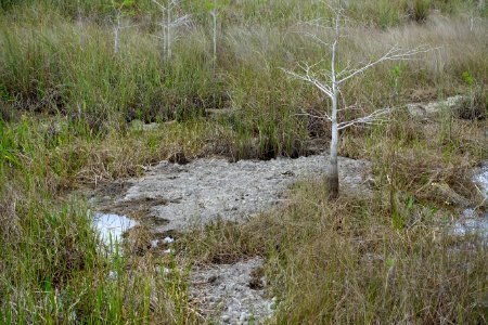 Shark River Slough - Everglades National Park - DSC09478