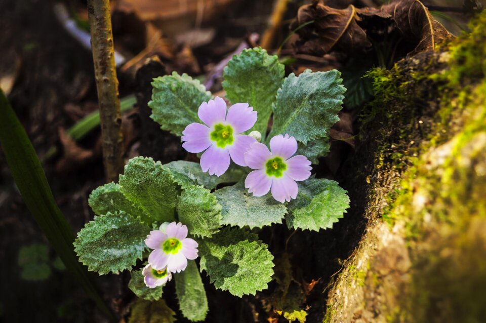 Natural garden spring