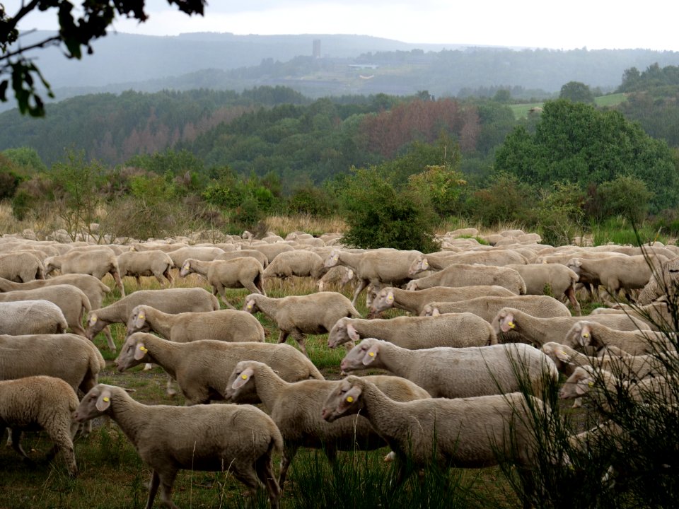 Sheeps on Dreiborner Hochfläche in September 2019 05