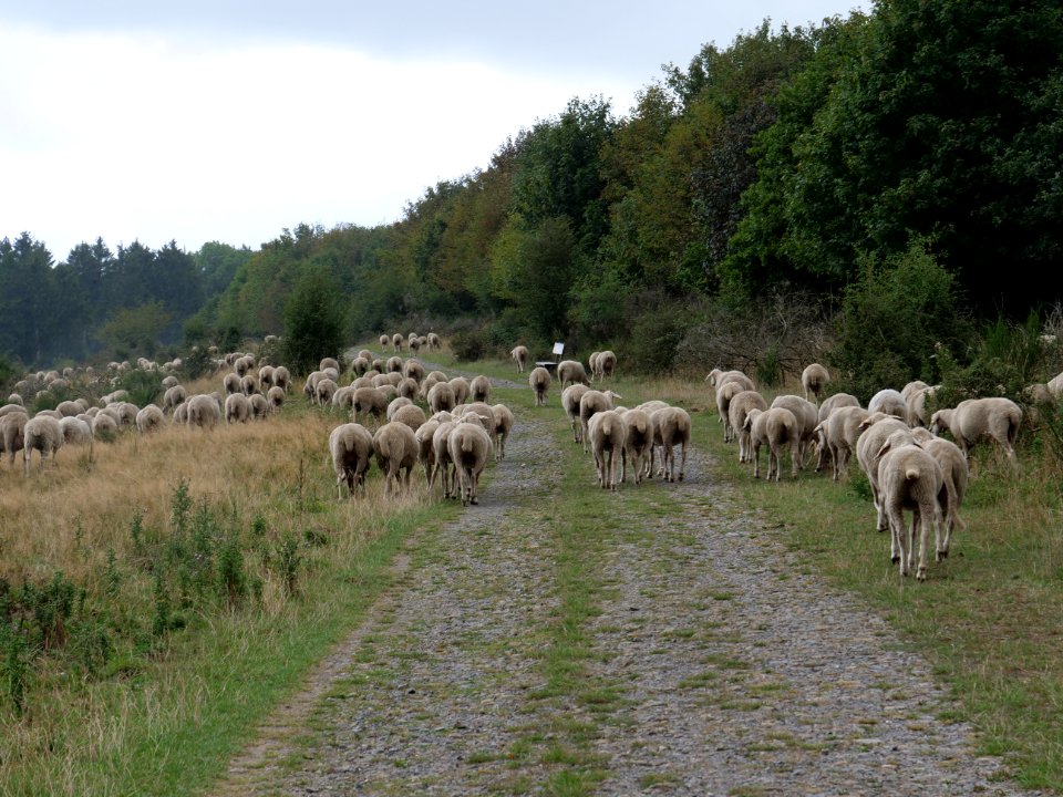 Sheeps on Dreiborner Hochfläche in September 2019 03