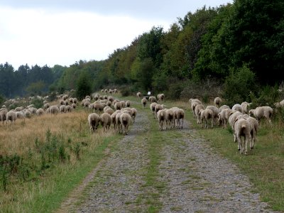 Sheeps on Dreiborner Hochfläche in September 2019 03