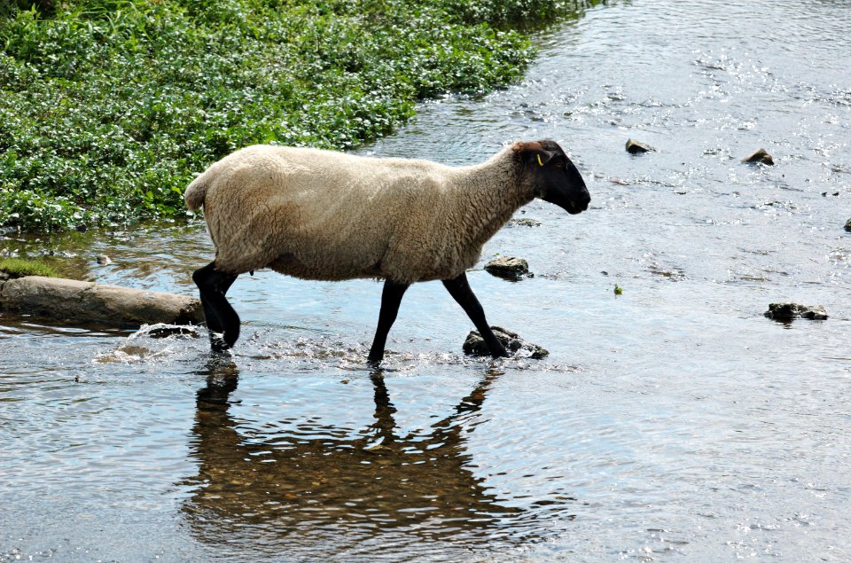Sheep-crossing-Ver-20050821-008