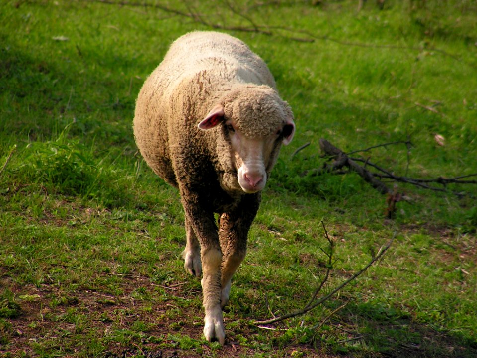 Sheep (publi domain)