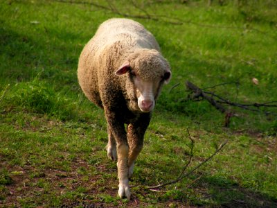 Sheep (publi domain)