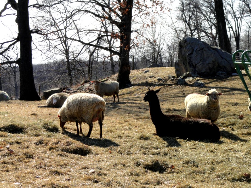 Sheep - Cummings School of Veterinary Medicine - North Grafton, MA - DSC04494