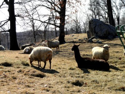 Sheep - Cummings School of Veterinary Medicine - North Grafton, MA - DSC04494