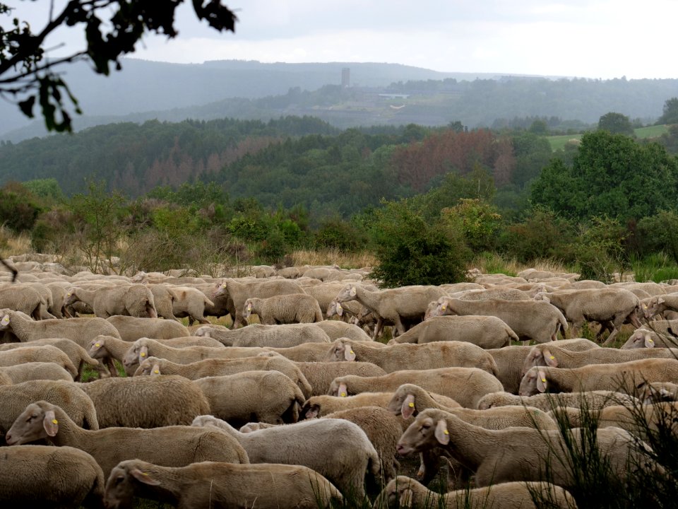 Sheeps on Dreiborner Hochfläche in September 2019 07