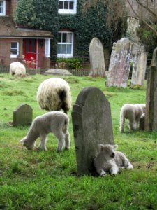 Sheep in Capel churchyard, April 2021 01 photo
