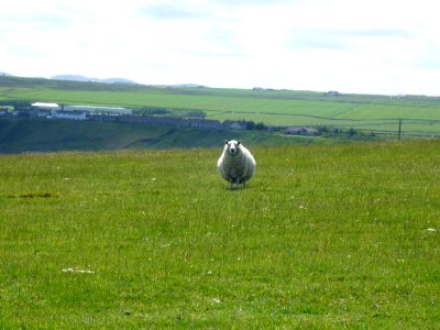 Sheep-Scrabster