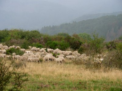 Sheeps on Dreiborner Hochfläche in September 2019 14