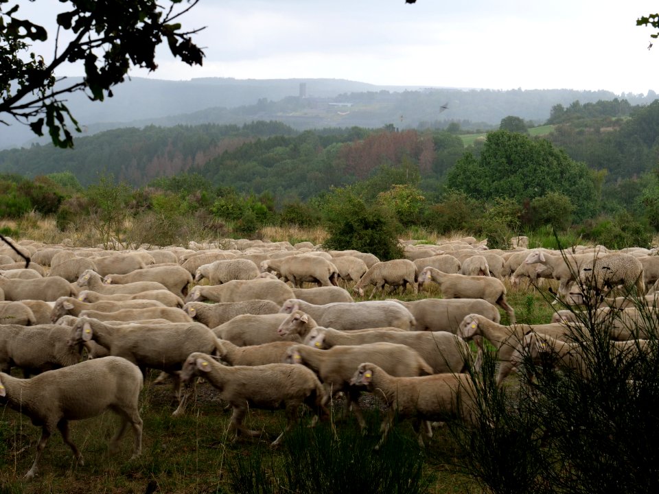 Sheeps on Dreiborner Hochfläche in September 2019 04