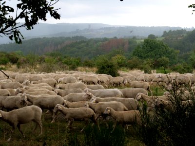 Sheeps on Dreiborner Hochfläche in September 2019 04