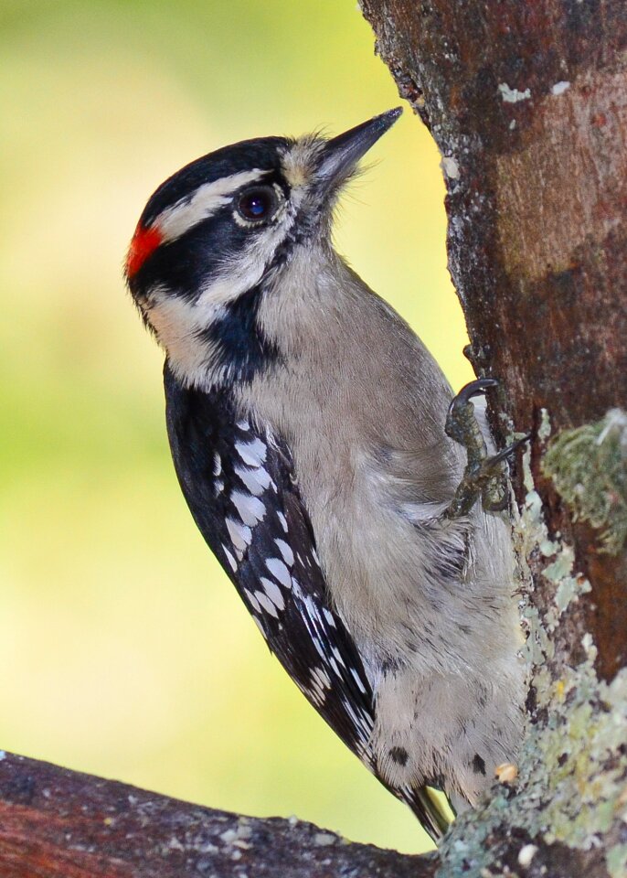 Outdoor birdwatching wildlife