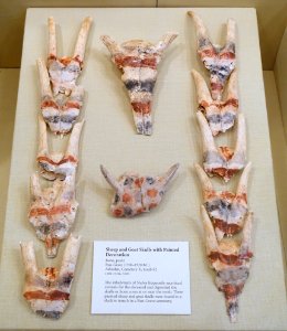 Sheep and goat skulls with painted decoration, Adindan, Nubia, Cemetery K, tomb 82, Pan-Grave, 1700-1520 BC, bone, paint - Oriental Institute Museum, University of Chicago - DSC08038