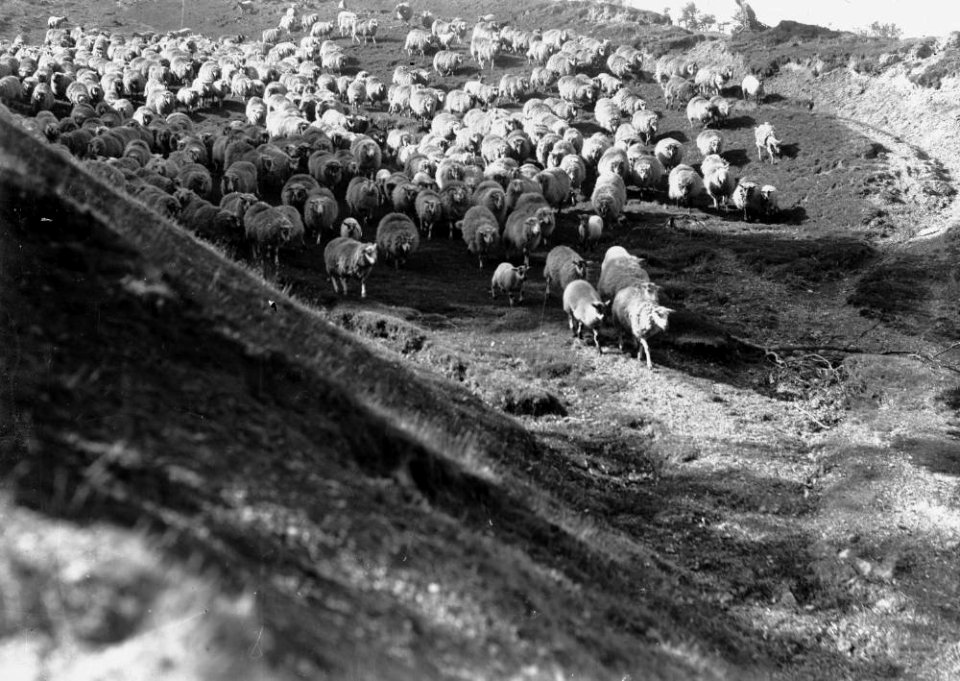Sheep (1294009)